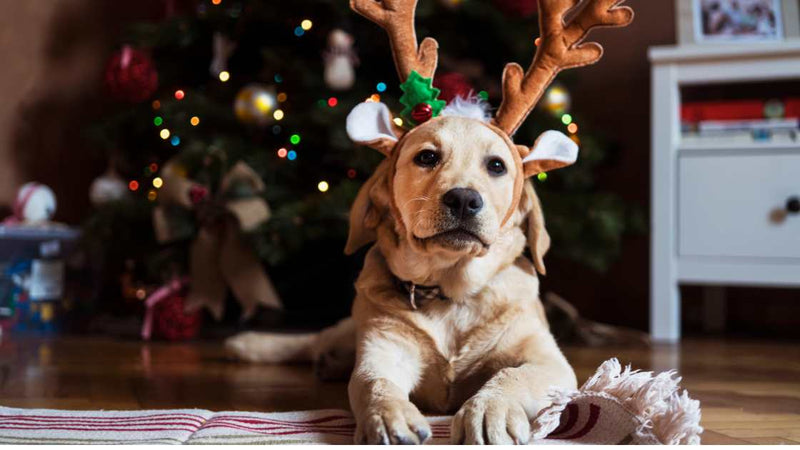 Top 10 Holiday Pet Safety Tips: Ensuring a Merry and Safe Season for Your Furry Friends