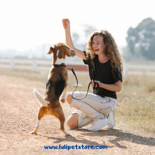 Mastering Pet Training: From Basics to Brilliance | Luli Pet Store