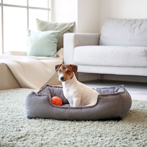 Creating a Pet-Safe Haven: Home Pet-Proofing Tips by Luli Pet Store